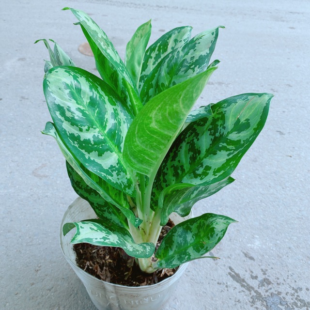 Chậu Ngân Hậu