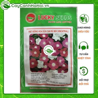 Hạt giống hoa dừa cạn rủ mix 50 hạt nhiều màu, hạt Hoa dừa cạn, cây rau dừa F1 dễ trồng hoa đẹp 🌱