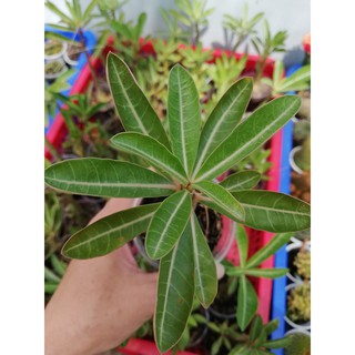 Cây sứ somalen gieo hạt