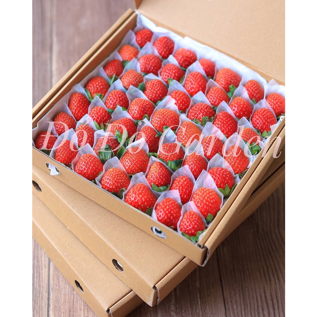 [Giao nhanh 2h] Dâu Đà Lạt giống Nhật trồng theo quy trình công nghệ cao đảm bảo an toàn, sạch và tốt cho sức khoẻ