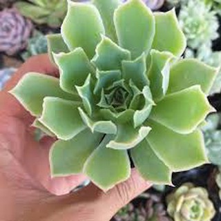 Sen đá Bông Hồng Sa Mạc - Hư 1 đổi 1- Cây cảnh trang trí- HOA ĐÁ shop
