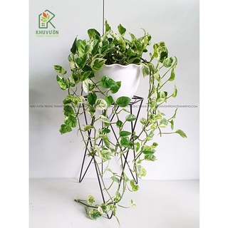 Cây trầu bà ngọc thủy, trầu bà cẩm thạch chậu treo tường