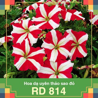 [Có sẵn] Hạt giống RĐ- Hoa Dạ Yến Thảo Sao đỏ 814-12k