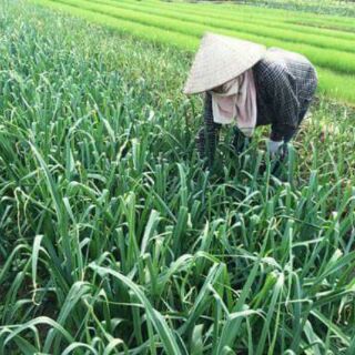 Tỏi 3 tép Lý Sơn 1.5 kg