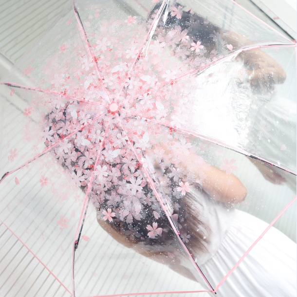 Dù che mưa trong suốt họa tiết hoa anh đào phong cách nhật hàn dễ thương