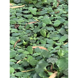 BÈO NHẬT LOẠI TO ( 1 cái bèo )