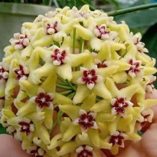 Lan cẩm cù vàng- cây lớn