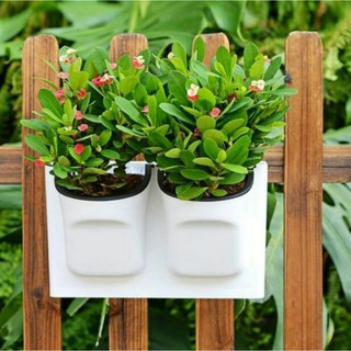 Chậu trồng cây, chậu treo tường ốp tường tiểu cảnh siêu đẹp