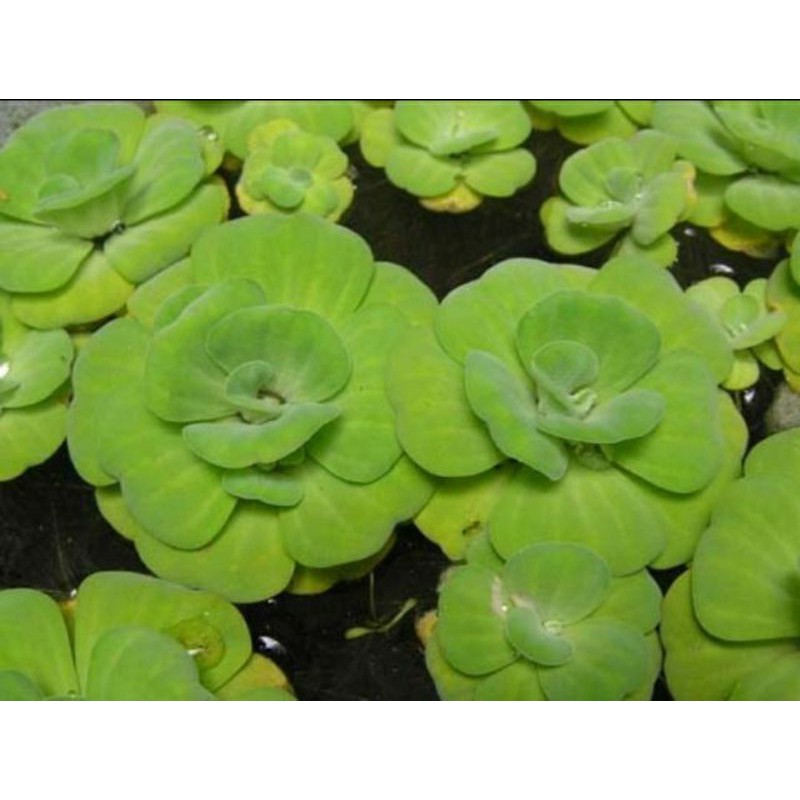 cây bèo tượng