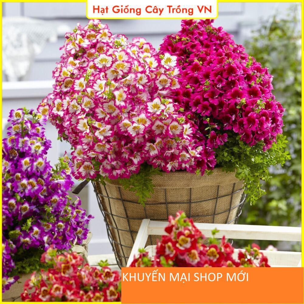 Hạt Giống Hoa Cánh Bướm Cali Nhiều Màu khuyến mại shop mới