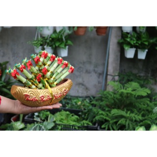 Chậu Thuyền Trung Phát Tài Phú Quý