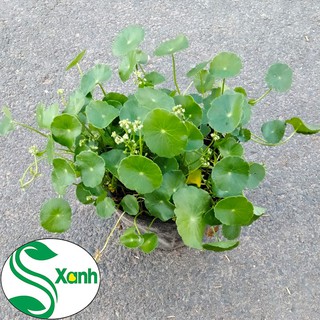 Cây Cỏ Đồng Tiền May Mắn