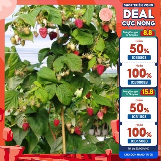 Cây mâm xôi (phúc bồn tử)