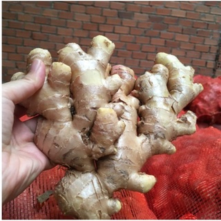 Củ gừng tươi 1kg.