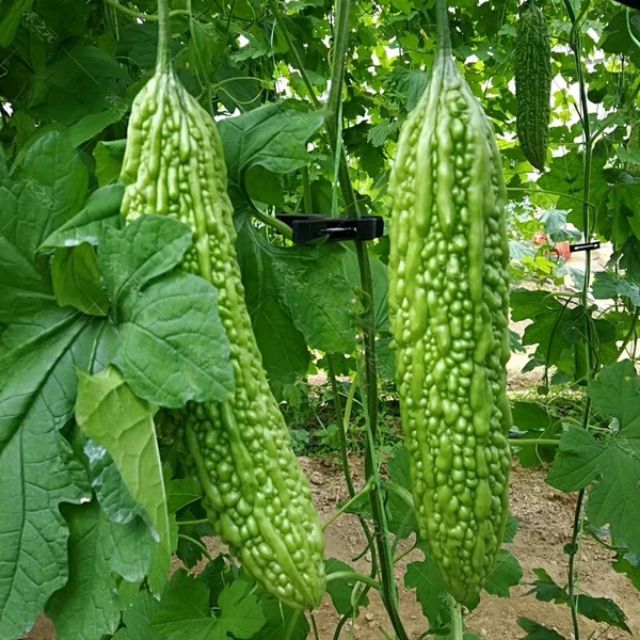 Gói 10 hạt giống mướp đắng xanh