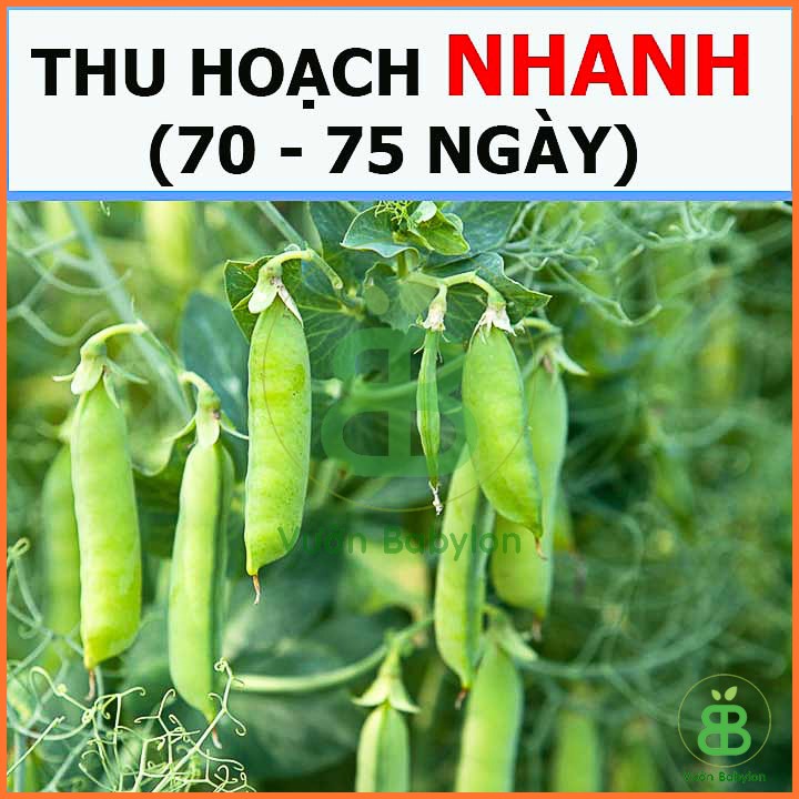 Hạt Giống Đậu Hà Lan (Thu Trái) Năng Suất Cao 20G