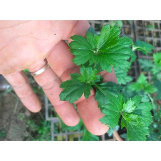 cúc làm trà (cúc cổ, cúc kim, cúc chi, cúc bạch)- Chậu to