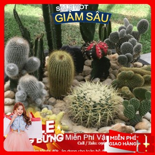 Hạt Giống Sương Rồng Mix - 10 Hạt / Gói ( Hàng Loại 1 )