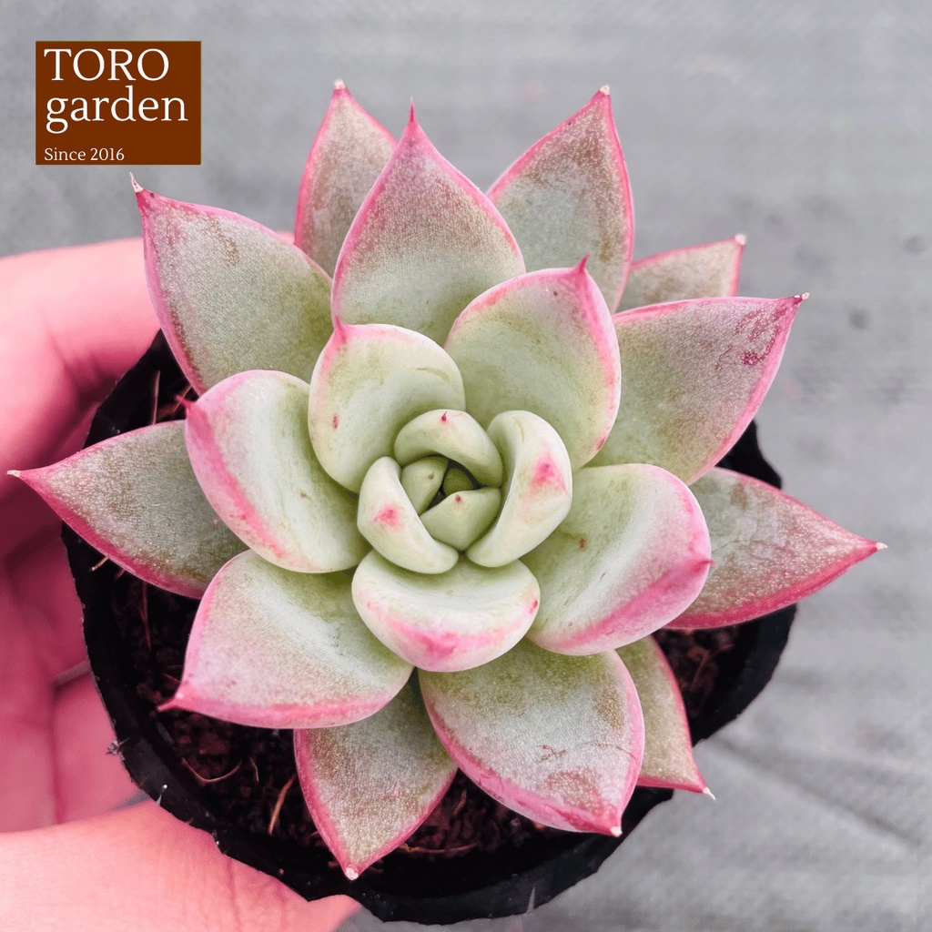 Sen đá mận tím Đà Lạt size bé cây cảnh trang trí nhà cửa Toro garden
