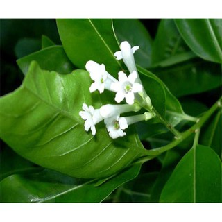 hạt giống dạ lai hương
