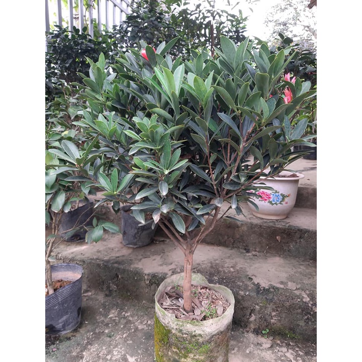 Cây trà my tứ quý cánh đơn hàng giống bao đẹp