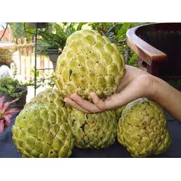 HẠT GIỐNG NA THÁI  - 5 hạt/ gói