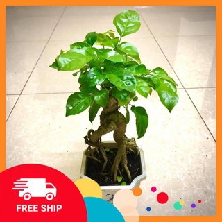Cây hạnh phúc bonsai cao 25-30cm - tặng kèm phân bón