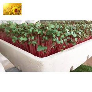 Hạt giống rau mầm củ cải đỏ - giòn, ngọt, dinh dưỡng cao