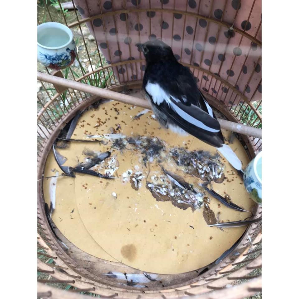 Cám Chim Chích Chòe Lửa Chòe Đất Comboo 5,10 Gói Cám Chất và Mát cho các loại chim Chích Chòe