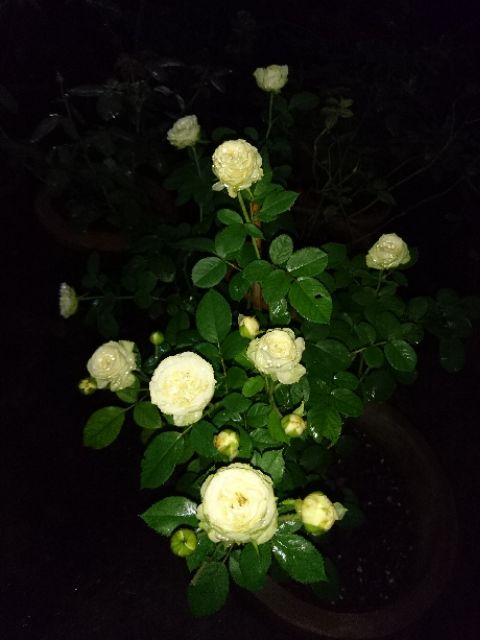 Cây hoa hồng ngoại Creamy eden