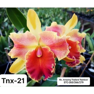 Tnx21 - hoa lan cattleya amazing rainbow - cây con