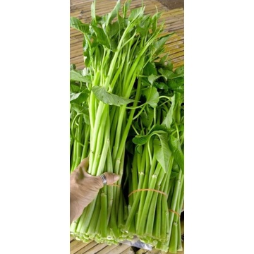 Hạt giống rau muống chùm - Rau muống siêu ngọn gói 450 hạt