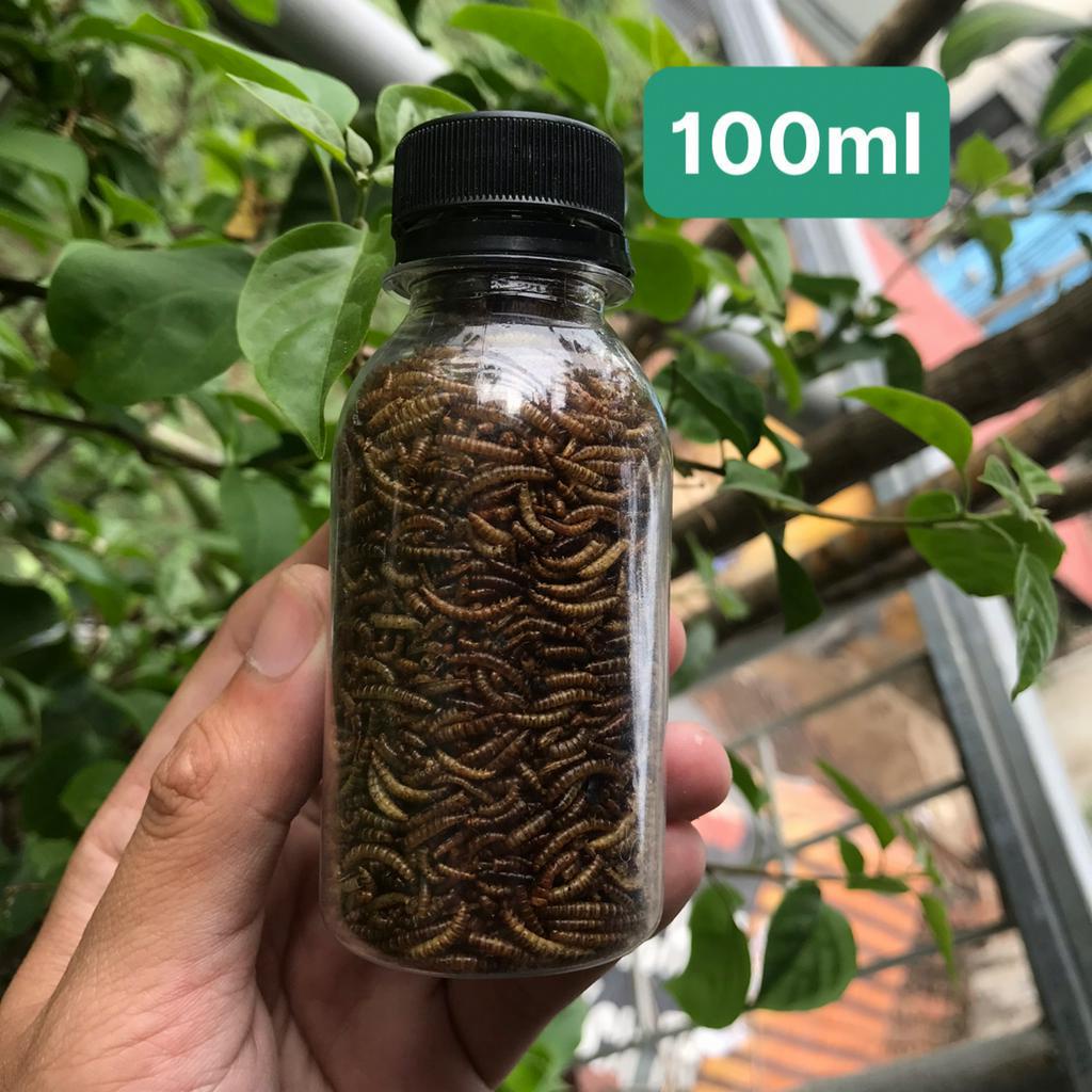 Sâu mini cho hamster, sâu cho hamster