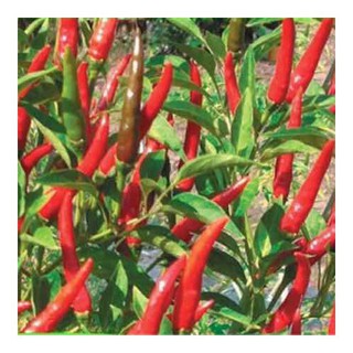 HẠT HỚT CHỈ THIÊN SIÊU CAY ỚT HIỂM F1 - GÓI 0.3 GRAM