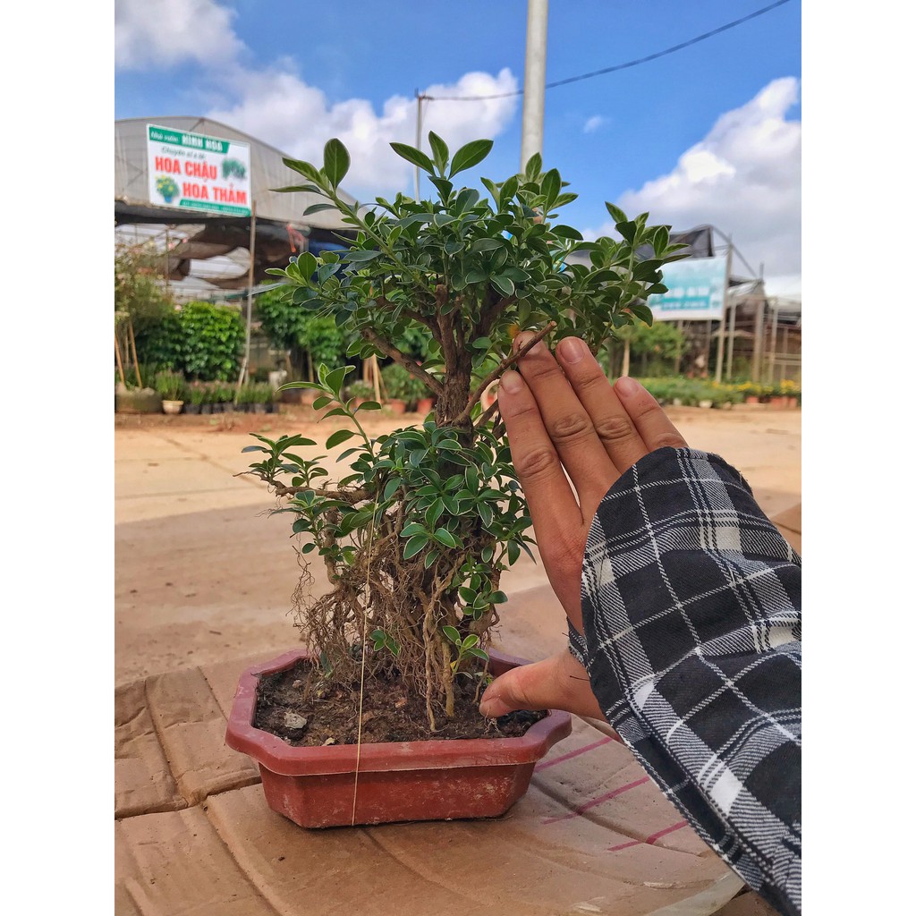 Cây bạch tuyết mai dáng bonsai cao 20cm cây nhiều dáng độc đáo nhiều lá xum xuê, cây phong thuỷ trồng để bàn