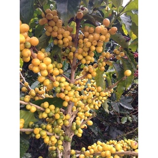 CAFE BỘT NGUYÊN CHẤT ROBUSTA MIKA 5KG
