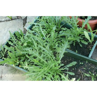 Hạt giống rau xà lách rocket gói 20g