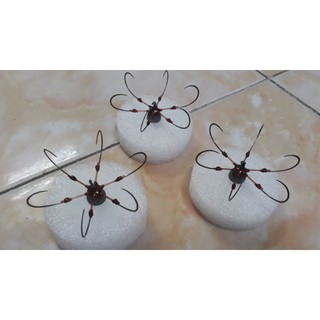 Lưỡi câu lục tỳ số 8,câu đầu cần siêu nhậy