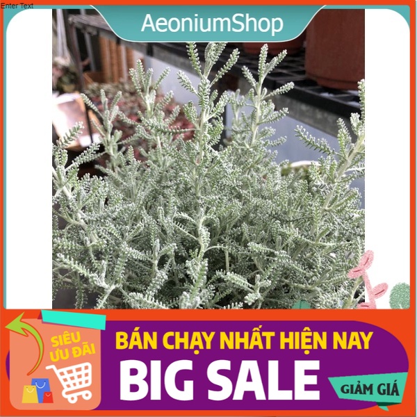 Cây Lavender Cotton - Cây Santolina - Oải Hương Lá Bạc, Mùi Hương Dễ Chịu 🌚