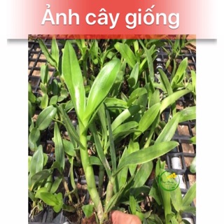 Com bo 5 cây hoa lan denro nhiều màu