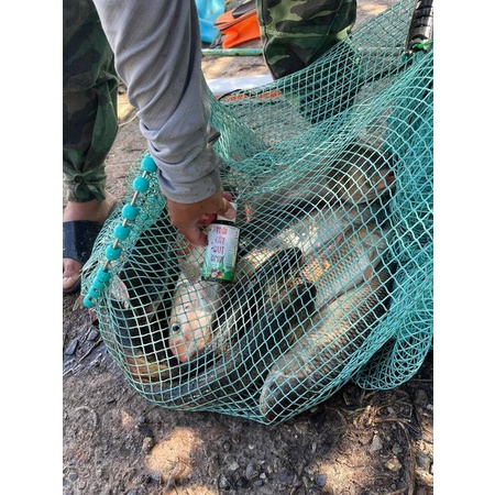 Trái Cây Axit Amin  - mồi câu cá