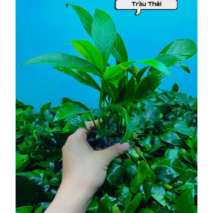 Ráy Lá Dài - Trầu Thái Lá Dài Dễ Trồng Không Cần CO2