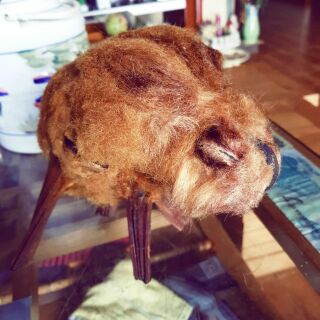 Cây cu li Đà Lạt dùng chưng làm cảnh, cầm máu.