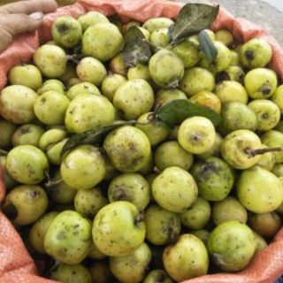 Combo 2kg táo mèo tươi mù cang chải