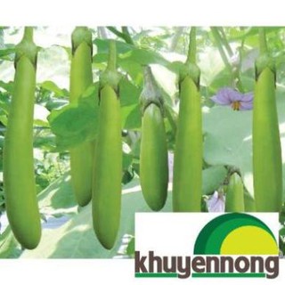Gói 30 hạt giống cà xanh dài