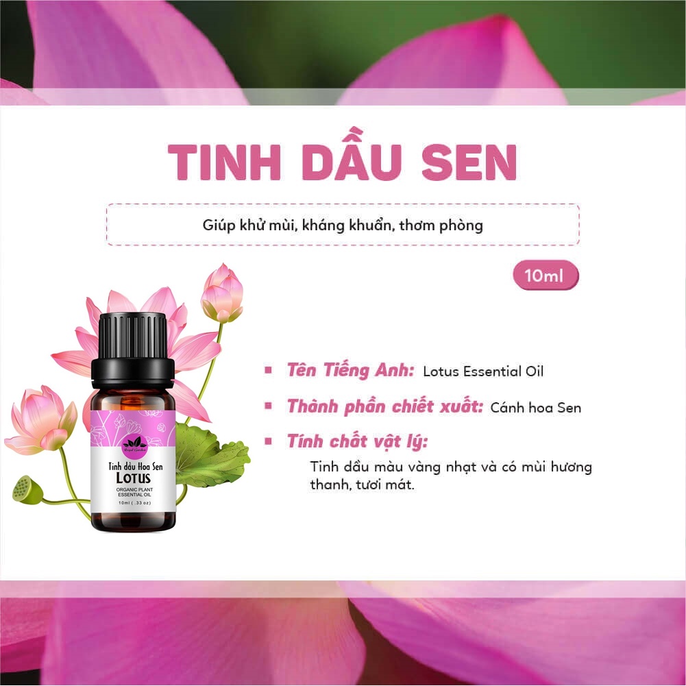 Tinh Dầu Hoa Sen Lotus Essential Oil Quốc hoa Việt Nam