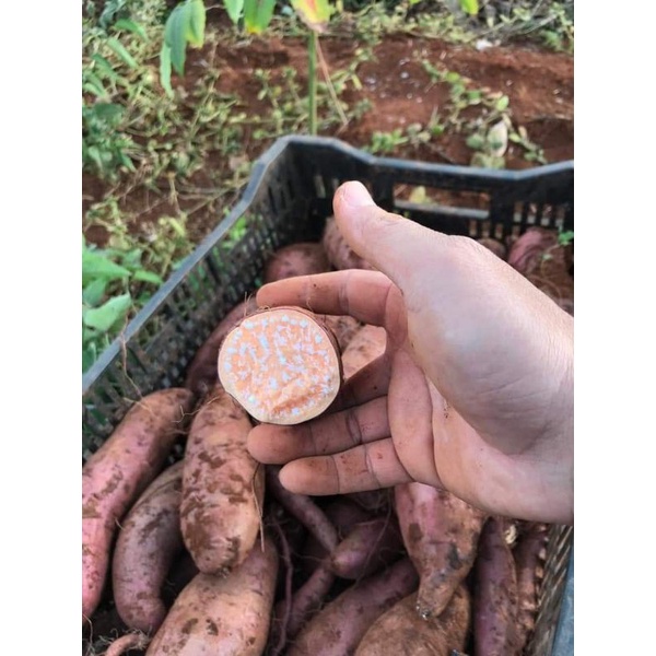 khoai lang mật Đà Lạt (1kg sống)