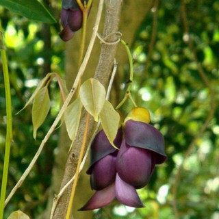 Hoa leo Huyết long 10 hạt