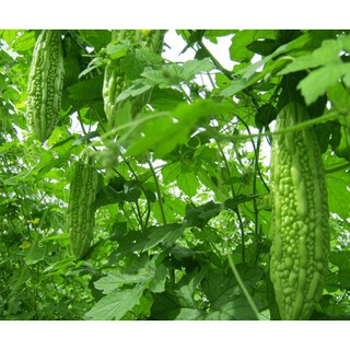 Hạt Giống Quả Mướp Đắng - 20 hạt