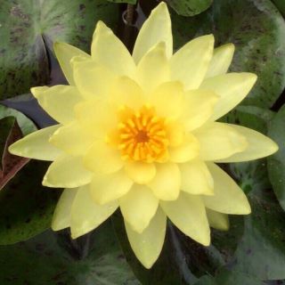 Củ hoa súng hoa kép vàng cánh sen